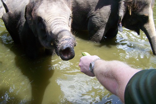 Elephant Singapore Zoo Singapore Zoo